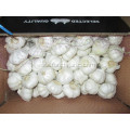 Size 5.5cm Pure White Garlic